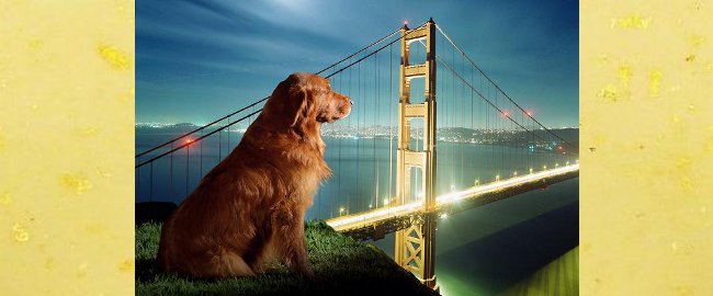 Dog overlooking Gold Gate Bridge