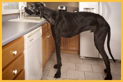 Zeus dog drinking water from sink