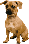 dog sitting