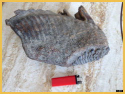 mammoth tooth found by dog