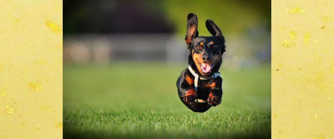 Dog running on grass toward camera