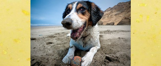 Dog resting on Fort Funston beach